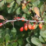 Berberis_thunbergii_fruits