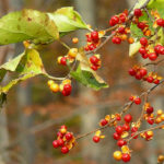 celastrus_orbiculata_fruit
