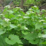 garlic_mustard_flowering