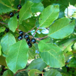 glossy-buckthorn-leaves-and-ripe-fruit_imagefull